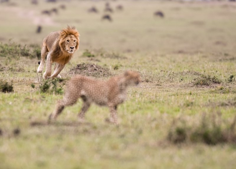 Lion chasing cheetah in the wild 