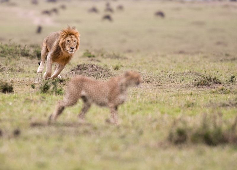 Lion chasing cheetah in the wild