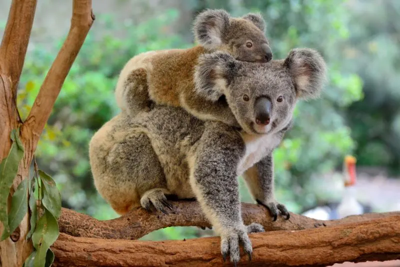 Koala: Why Is It Endangered? 3 Mother koala with baby on her back