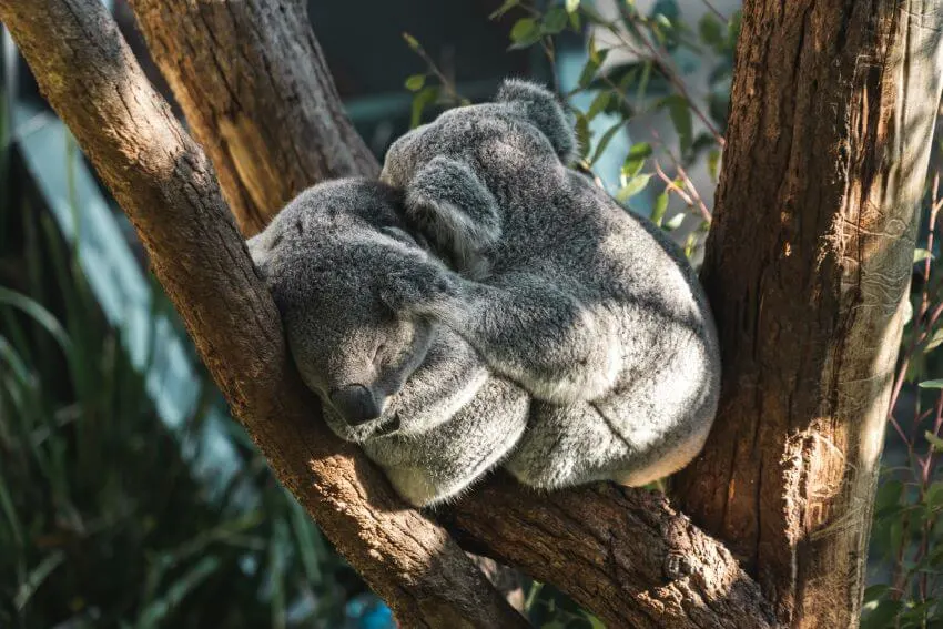 Sleeping Couple Koalas