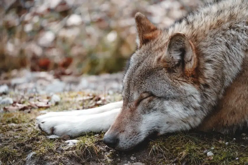 Sleeping Red Wolf