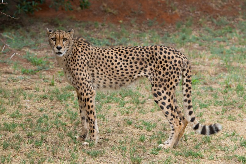 cheetah staring at the camera