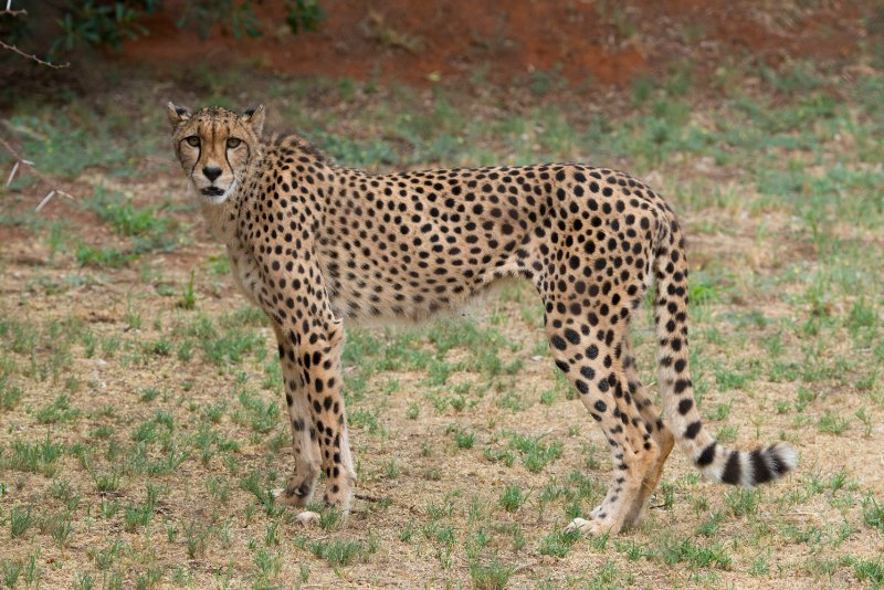 cheetah staring at the camera
