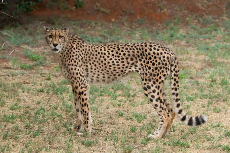 Cheetah: Is This Animal Endangered? 18 cheetah staring at the camera