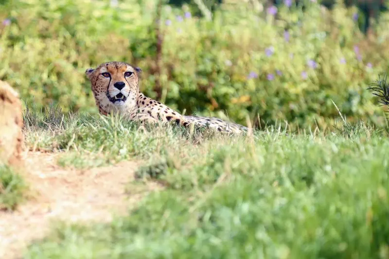 cheetah lying in thick grass