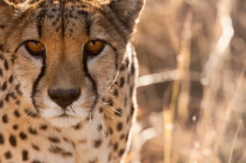 Dambari Wildlife Trust 2 center close-up picture of a cheetah