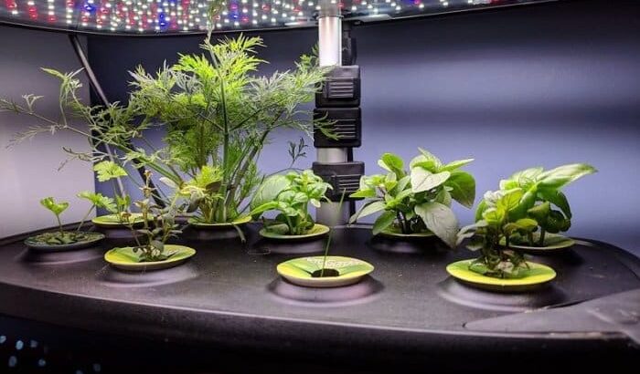 7 Best Things to Grow in AeroGarden 5 7 Best Things to Grow in AeroGarden