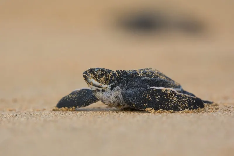 Leatherback Sea Turtle: Why Is It Endangered? 4 Leatherback Sea Turtle baby