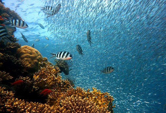 endangered coral reef