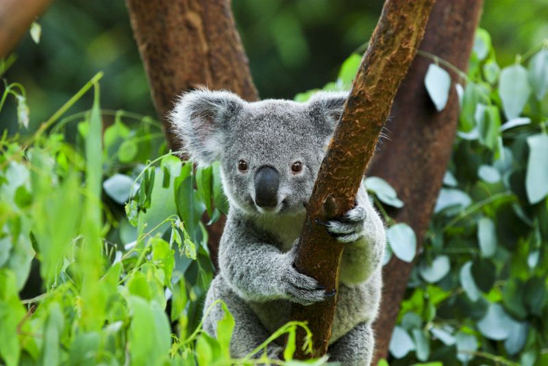 Koala looking at the camera