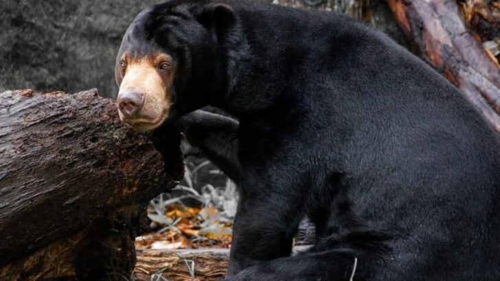 Sun Bear