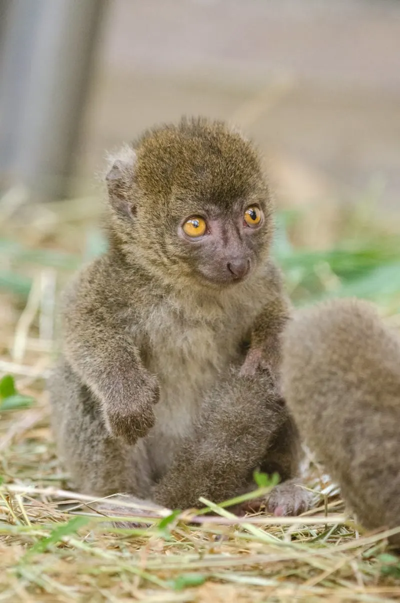 Greater Bamboo Lemur: Why Is It Endangered? 8 Small Baby Greater Bamboo Lemur