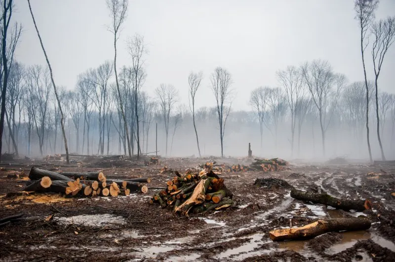 Trees cut, wooden log, smoke 