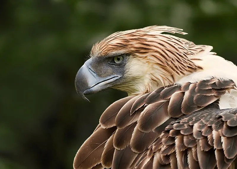 Philippine Eagle: Species Overview, Conservation and Threats 5 Philippine Eagle