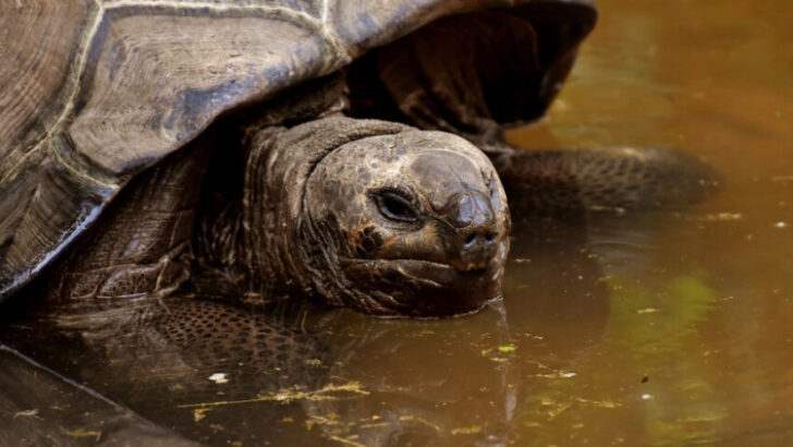 Galapagos Giant Tortoise In Water