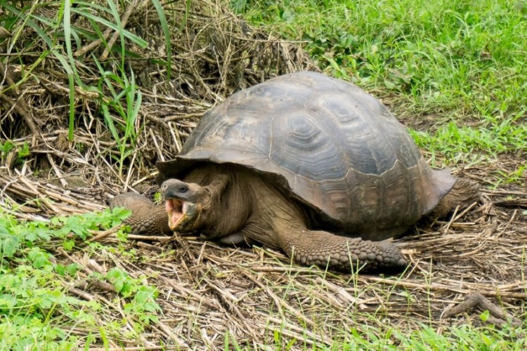 Giant Tortoise with Wide Open Mouth