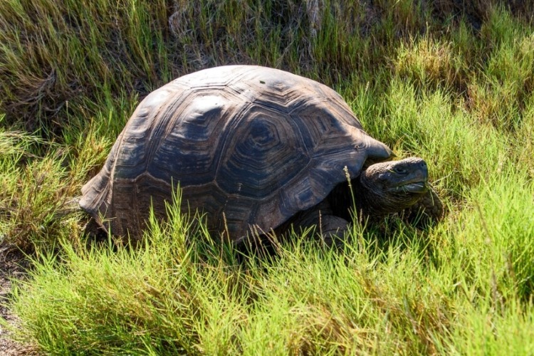 Giant Tortoise Grazing on the Grasses