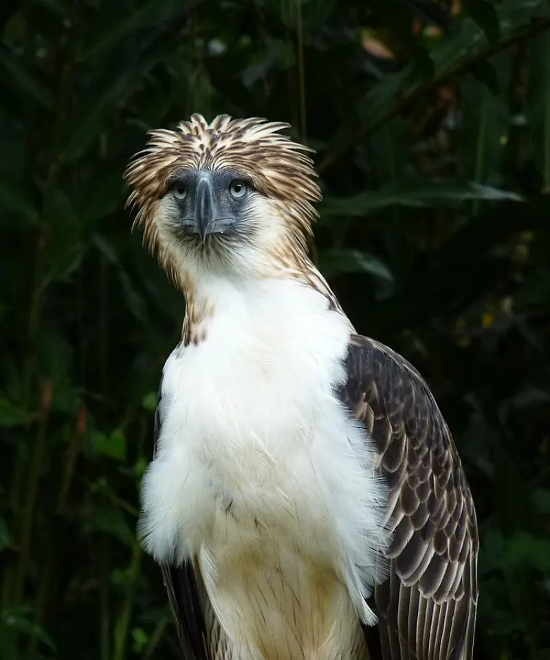 philippine eagle wingspan