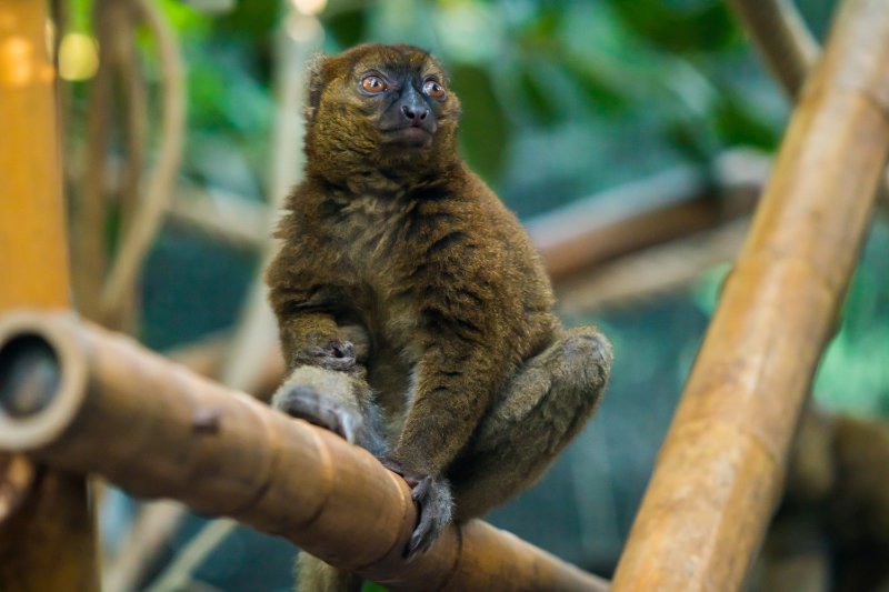Greater Bamboo Lemur sitting on the bamboo