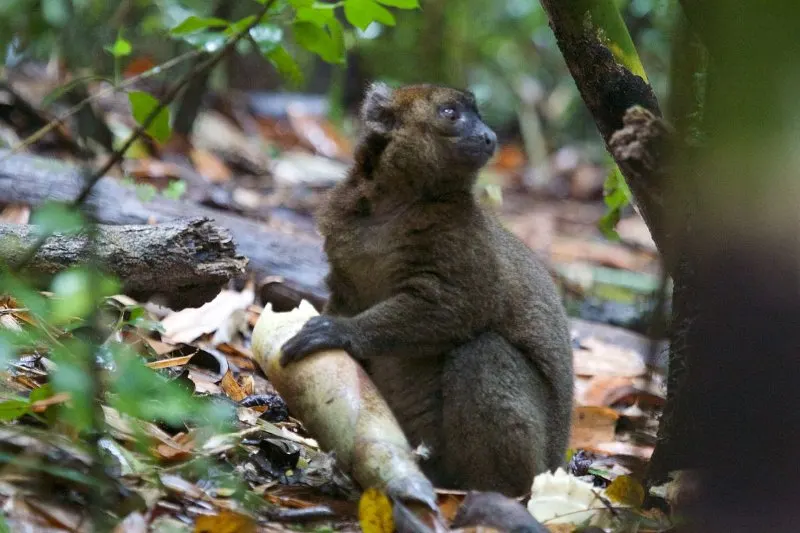 Greater Bamboo Lemur Holding Its Food