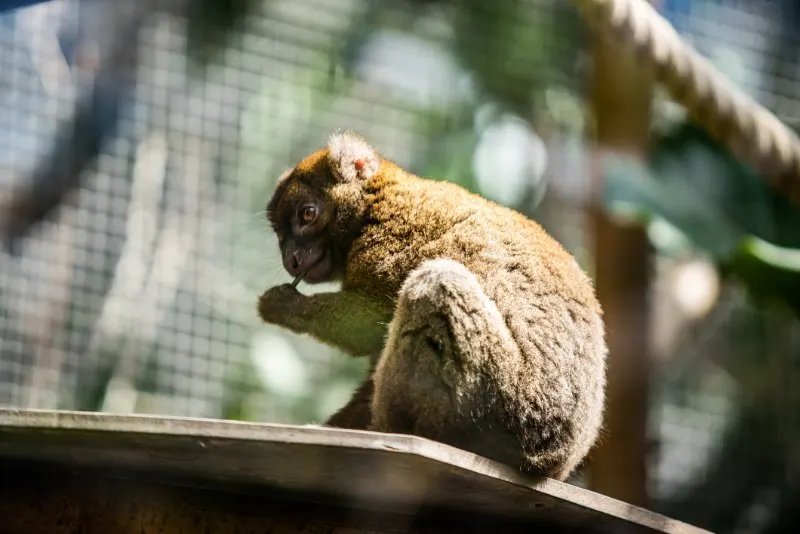 Greater Bamboo Lemur eating bamboo