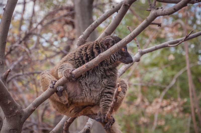 Greater Bamboo Lemur resting on the tree