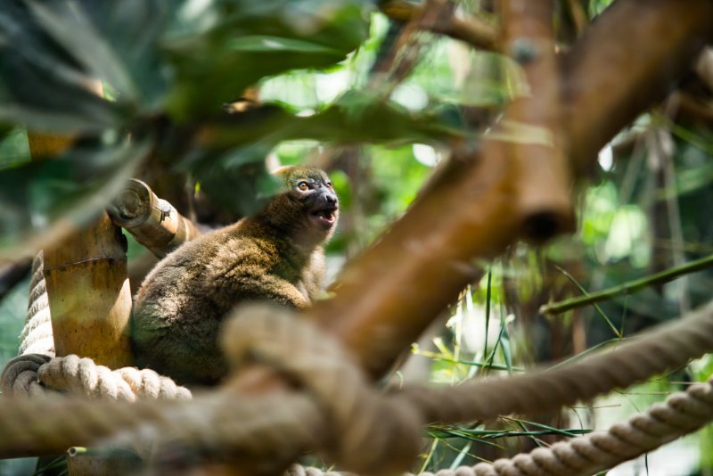 Angry Greater Bamboo Lemur on a tree