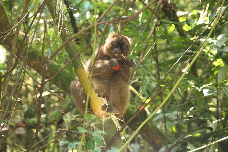 Greater Bamboo Lemur on a tree Branch
