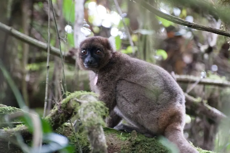 Adult Greater Bamboo Lemur