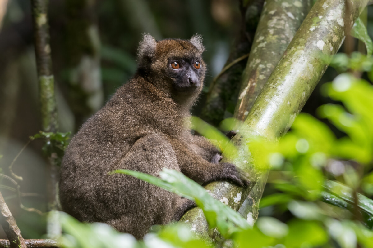 Greater bamboo lemur watching from a tree branch