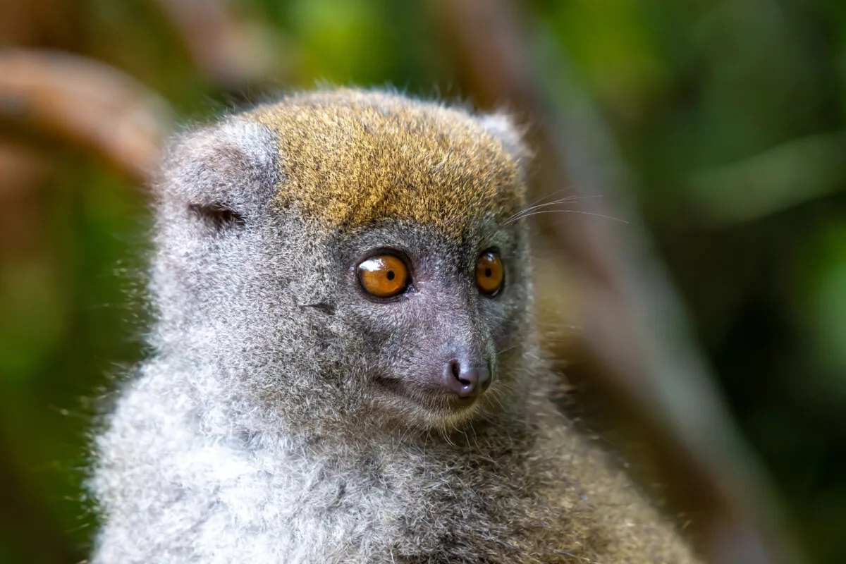Greater Bamboo Lemur: Why Is It Endangered? 8 A Portrait of a bamboo lemur in its natural environment