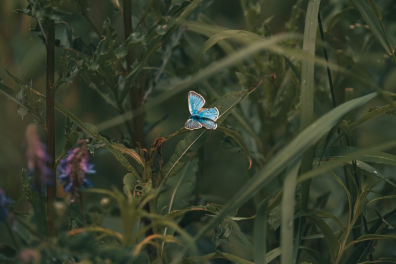 Mission Blue Butterfly on a green plant