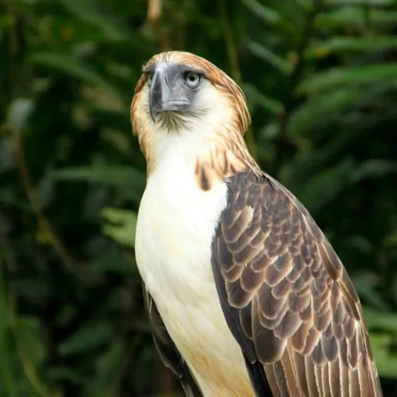 Philippine Eagle: Species Overview, Conservation and Threats 2 Philippine Eagle