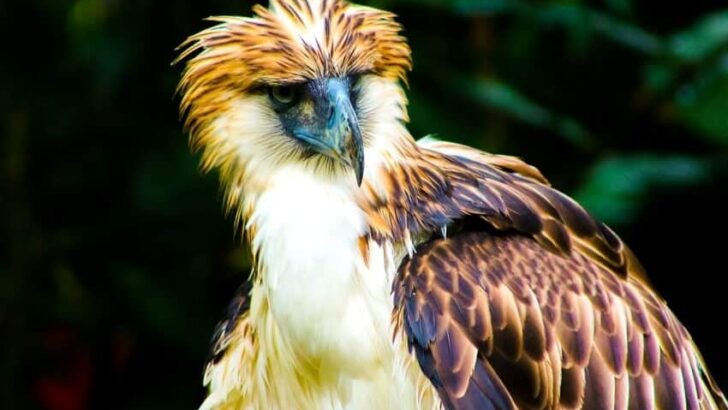 Philippine Eagle