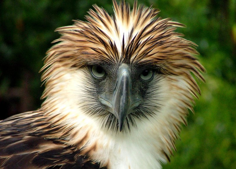 Philippine Eagle