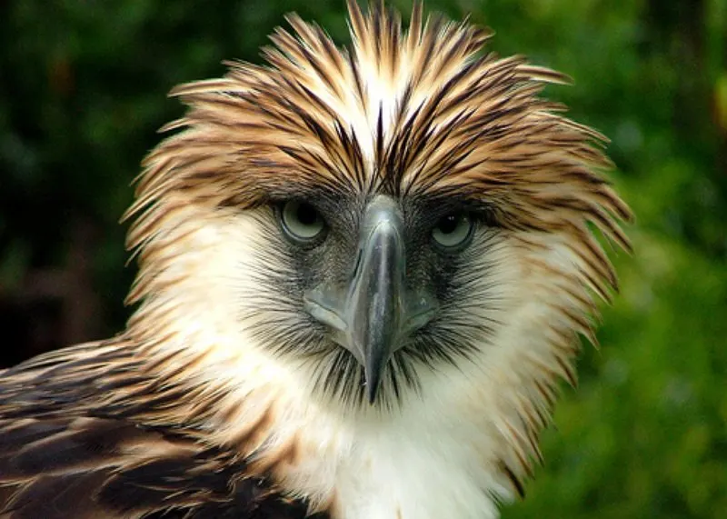 Philippine Eagle: Species Overview, Conservation and Threats 1 Philippine Eagle