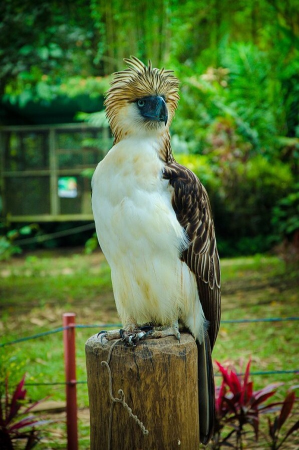 Philippine Eagle