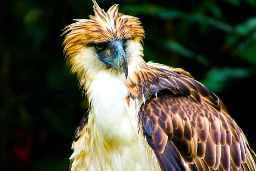 philippine eagle wingspan