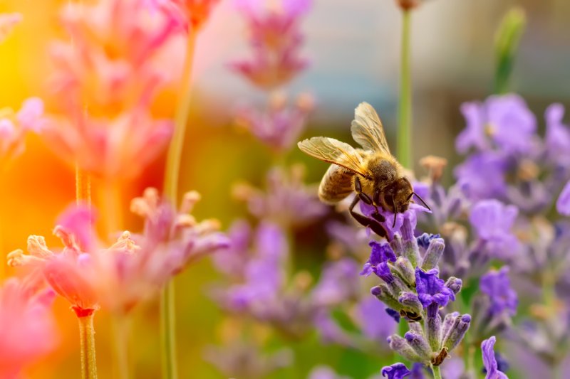 Is Beekeeping Ethical? 6 Things To Know 6 pollinating bee on flower gathering nectar