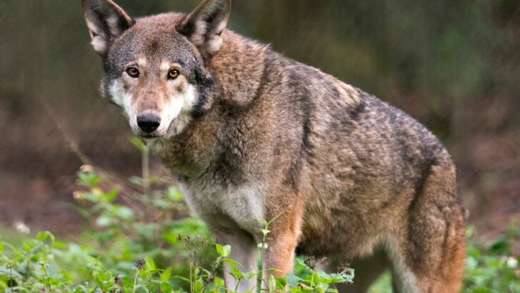 Red wolf close-up looking at the camera