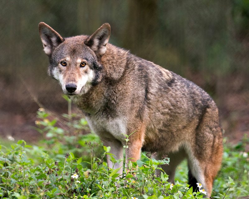 Red wolf close-up looking at the camera