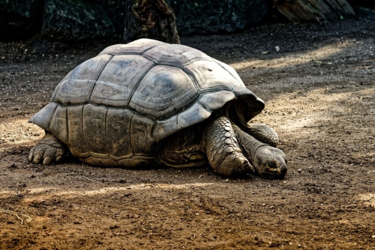 Resting Galapagos Giant Tortoise