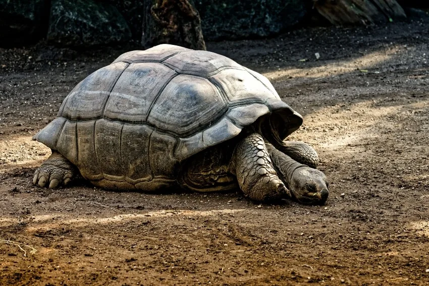 Galapagos Giant Tortoise: Is This Animal Endangered? 1 Resting Galapagos Giant Tortoise