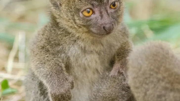 Greater Bamboo Lemur sitting on the dry grass