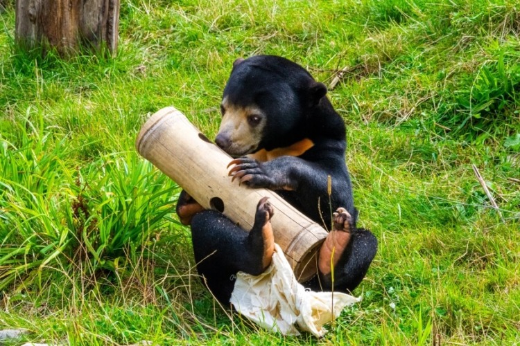 Sun Bear Playing