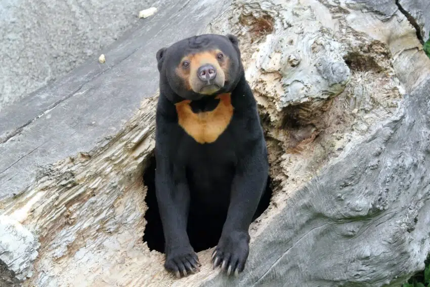 Polar Bear: Is This Animal Endangered? 4 Sun Bear in A Tree Trunk