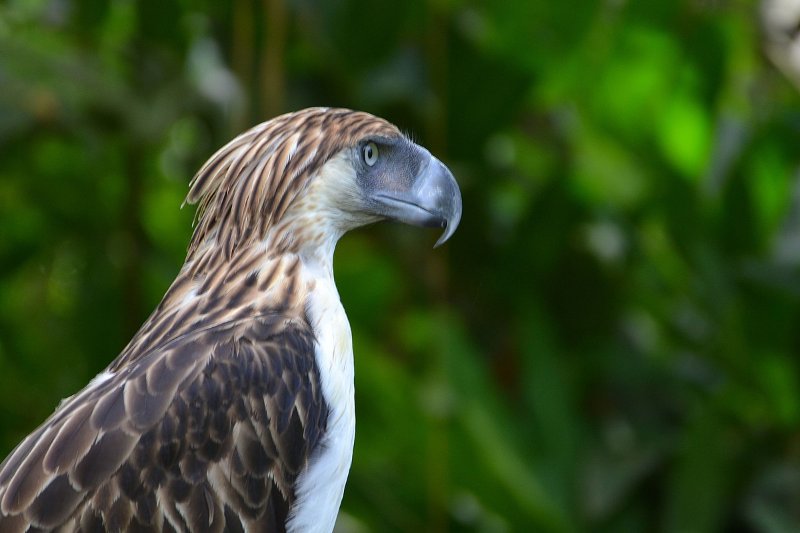 Philippine Eagle