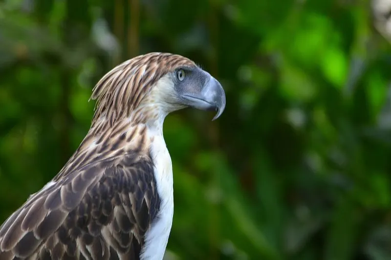 Philippine Eagle: Species Overview, Conservation and Threats 4 Philippine Eagle