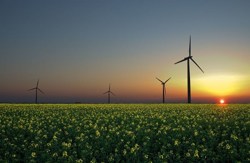 Sunset View of Wind turbines in a rapeseed field 