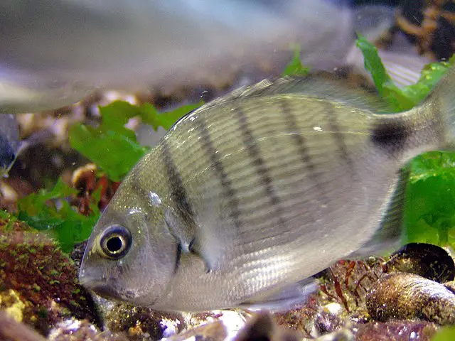 15 Animals that Start with X 11 Xantic Sargo